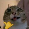 kucing tua profil fotoğrafı