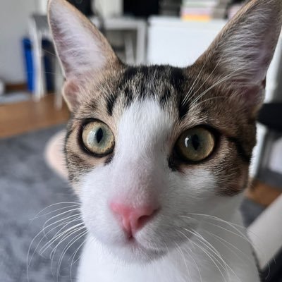 gorbeyeTanhayeS's profile picture