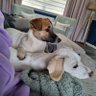 Profilbild von The rescue pups