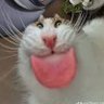 MemeStudio profil fotoğrafı