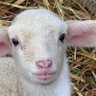 Profilbild von FarmaKriezon