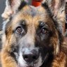 kamalu79's profile picture