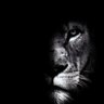 Delio Cater's profile picture