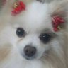 🐶マリー🌾RICE 的头像