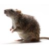 Profilbild von RAT TA-TA