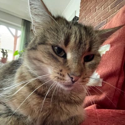 bernadmatyi's profile picture