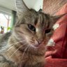 Matyolat profil fotoğrafı