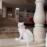 Flowers's profile picture