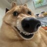 Profilbild von Pai