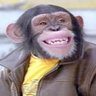 Profilbild von Jeffery. B. Chimp