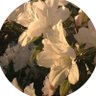 R profil fotoğrafı