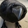 Profilbild von _j_a_n_u_s_