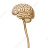 Фото профиля Brainpole
