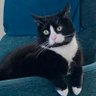 Policious's profile picture
