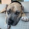 Фото профиля Don’t Muzzle Me Bro