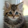 Profilbild von CforCat