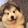 Profilbild von 間抜けなサリー
