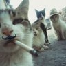 Daily Bread (Mr. Asian Handicaps)'s profile picture