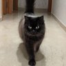 AnimKe's profile picture