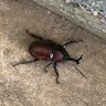 Фото профиля ネガティブマン