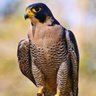 الكاســـــــر ⚔️ Hm profil fotoğrafı
