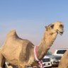 الـودعـانــي' profil fotoğrafı