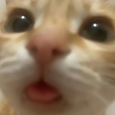 xiommao0v0's profile picture