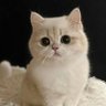 いちごプリン's profile picture