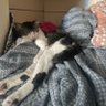 KITkatsMEOW 🐈‍⬛ 🇺🇸's profile picture