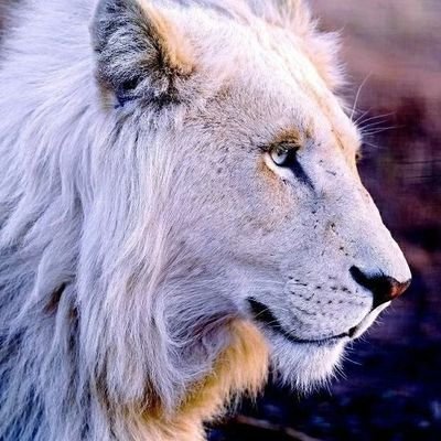 Shrubiya's profile picture