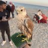 ناصر سالم's profile picture