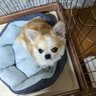 しきちゃん 的头像