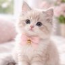 あさめしこ profil fotoğrafı