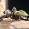 管理人💉🌸👁️🕊️🌈🇰🇵🇯🇵🇺🇸 profil fotoğrafı