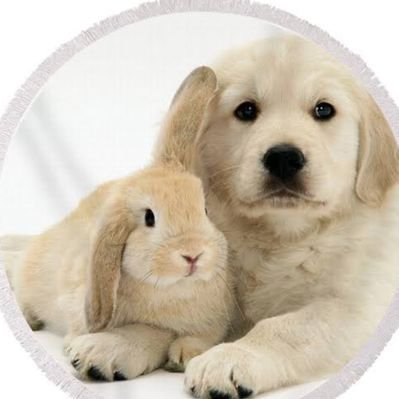 thepopularanimals's profile picture