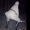 твой местный шахед's profile picture