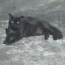 Nicholas Reis's profile picture