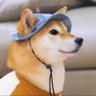 丸子's profile picture