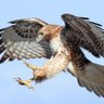 ๐บ๐ฒ Hawkeyetxn ๐จ๐ฑ's profile picture