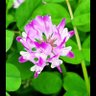 Фото профиля ヒロミ