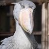 Stupid Bird's profile picture