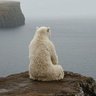 AloneBear1984's profile picture