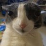 googball's profile picture