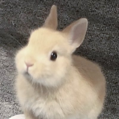 pai .โขฬ ฬซโขฬ.'s profile picture