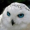 ﺳﻘﺮ profil fotoğrafı