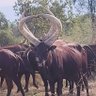 Ruhembagwenjura's profile picture