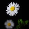🙏🏼Gods Beautiful 🌎 profil fotoğrafı