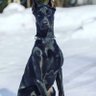 doberman 的头像