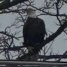 Фото профиля eaglesfan15