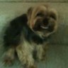 MyFaggotDog's profile picture